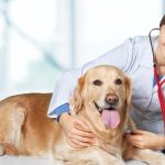 Fetch A Heart That Loves You More Than Itself Through Apex Veterinary