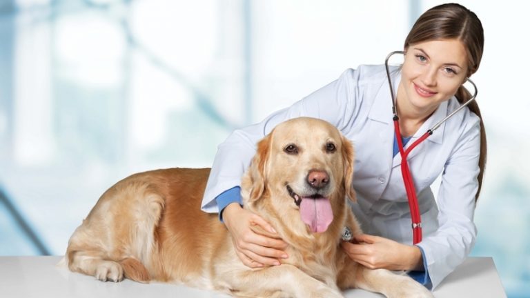 Fetch A Heart That Loves You More Than Itself Through Apex Veterinary