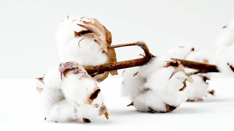 What You Should Know About Organic Cotton